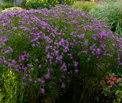 Image result for Vernonia zanzibarensis