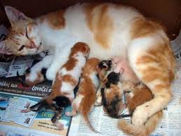 Salah satu tanda tue dah ada. 8 Ciri Ciri Kucing Yang Akan Melahirkan