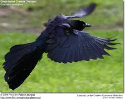 This huge blackbird is hard to ignore due to its boisterous nature. Great Tailed Grackles Beauty Of Birds