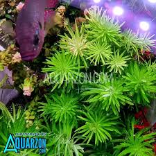 Image result for Pogostemon aquaticus