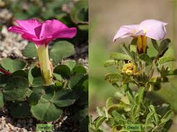 Image result for Oxalidaceae