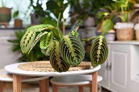 15 Indoor Plants That Can Handle Low Light