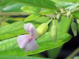 Image result for Helicteres