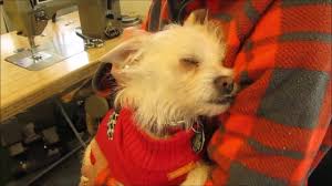 Get a boxer, husky, german shepherd, pug, and more on kijiji, canada's #1 local classifieds. Chihuahua Westie Mix Aurora Available For Adoption Through Cairn Rescue Usa Youtube