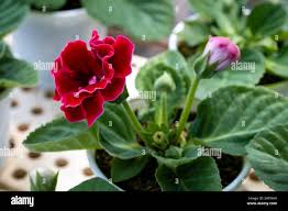 Image result for Gesneriaceae