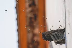 Dabei seit 20.11.2009 beiträge 1.674 reaktionen 0. Bienen In Der Hauswand Honigivan De
