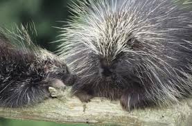 How Long Do Porcupines Stay With Their Mom Baby Porcupine Porcupine Porcupine Quills