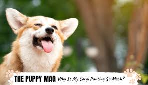 Hard breathing for an extended period of time should always be an area of concern whether you're this site might help you. Why Is My Corgi Panting So Much Heavy Breathing Faq S The Puppy Mag