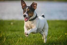 Jack Russel Terrier Irki Ve Ozellikleri Ajanimo