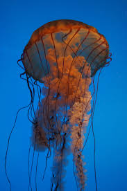Jellyfish Baltimore National Aquarium Baltimore Inner Harbor Baltimore Waterfront Marine Life