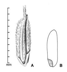 Image result for Oryza longistaminata