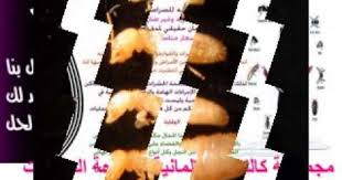 شركة مكافحة حشرات 0552692371بالمدينة المنورة وينبع ابادة النمل الابيض والفئران والبق كالتكس youtube projects to try places to visit projects