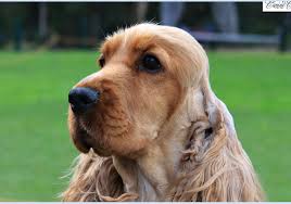 Check spelling or type a new query. Find A Breeder