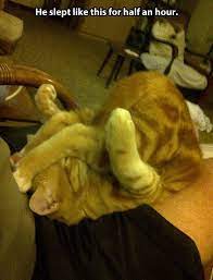 Maybe you would like to learn more about one of these? Sweet Dreams Quotes Humor Quotesgram