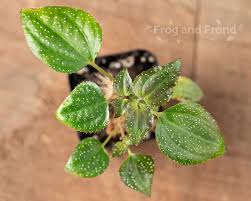 Image result for Calvoa