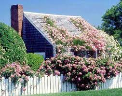 Cover Your Roof With Climbing Roses Climbing Roses Rose House Nantucket Cottage