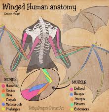 Winged Human Anatomy By Zethya On Deviantart Wings Drawing Wing Anatomy Anatomy Drawing Learn how to draw wings simply by following the steps outlined in our video lessons. winged human anatomy by zethya on
