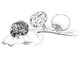 Image result for Melanospermum