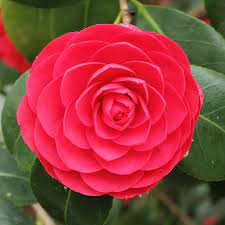 Camellia Japonica Img 2052 Jpg 3456 3456 Rare Flowers Flowers Camellia Flower