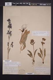 Image result for Swertia eminii