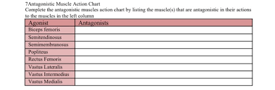 Solved 7antagonistic Muscle Action Chart Complete The Ant