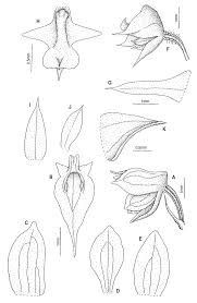 Image result for Polystachya calluniflora