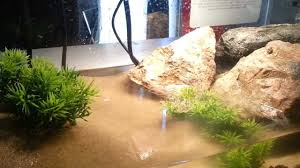 10 Gallon Red Clawed Crab Tank Crab Freshwater Aquarium Red