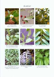 Image result for Droguetia iners