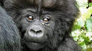 Reddit Investors Adopt 3 500 Gorillas In Six Days Bbc News