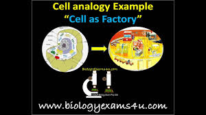 The cell wall can be represented as the bones in our body. Cell Analogy Cell As A Factory Youtube