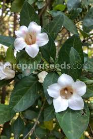 Image result for Rothmannia globosa