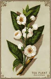 Pin On Botanical Prints Of Camellia Sinensis