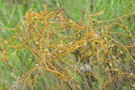 Image result for Cuscuta abyssinica