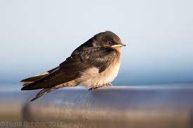 Baby Welcome Swallow Swallow Animals Photo