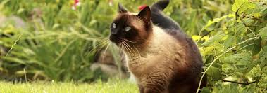 In the united states, the major cat registry, the. Siamese Cat Breed Facts And Personality Traits Hill S Pet