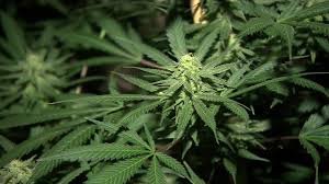 While cbd how to make cbd oil in the uk is often used to increase appetites, decrease nausea and decrease pain experienced by cancer patients, the true benefits of the compound may be further reaching. What Are The Rules About Cannabis Oil In The Uk Bbc News