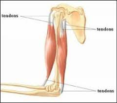 Read formulas, definitions, laws from muscle movements here. Skeletal System Human Body Systems