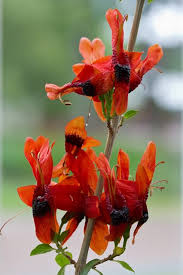 Image result for Ruttya fruticosa