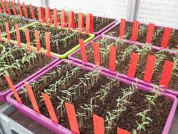 Wir fangen deshalb ganz vorne an und beschreiben wie man tomatenpflanzen säen kann, wie man den boden. Tomaten Anbauen Ratgeber Zum Auspflanzen Von Tomaten