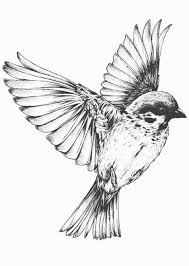 Sketch Bird In Flight Drawing Tumblr Birds Flying Drawing Bird Art Print Sparrow Tattoo Bird Drawings