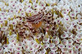 Image result for Craibia zimmermannii