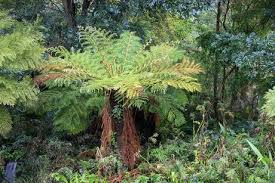 Image result for Cyathea manniana