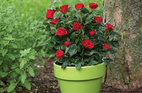 Check spelling or type a new query. Petite Knock Out Roses Compact And Versatile Better Homes Gardens