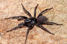 Bei der goliath vogelspinne handelt es sich zwar um die grösste giftsspinne der welt, dennoch ist sie was ihre gefährlichkeit anbelangt, nur auf den 9. Bllri8owi4dmam