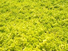 Image result for Lysimachia