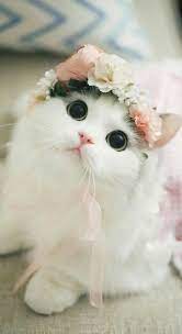  Loading Kittens Cutest Beautiful Kittens Cute Baby Animals