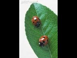 Pin On Theme Coccinelles