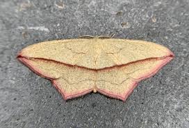 Image result for Timandra comae