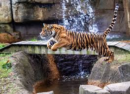 Memphis - Leaping into 2025. Happy New Year! The Zoo is open today. 📸: by  Michael Pachis #memphiszoo #2025 #tiger | Facebook