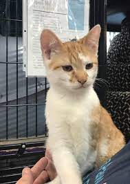 Adopt Loki On Petfinder Cat Adoption Cats And Kittens Cats